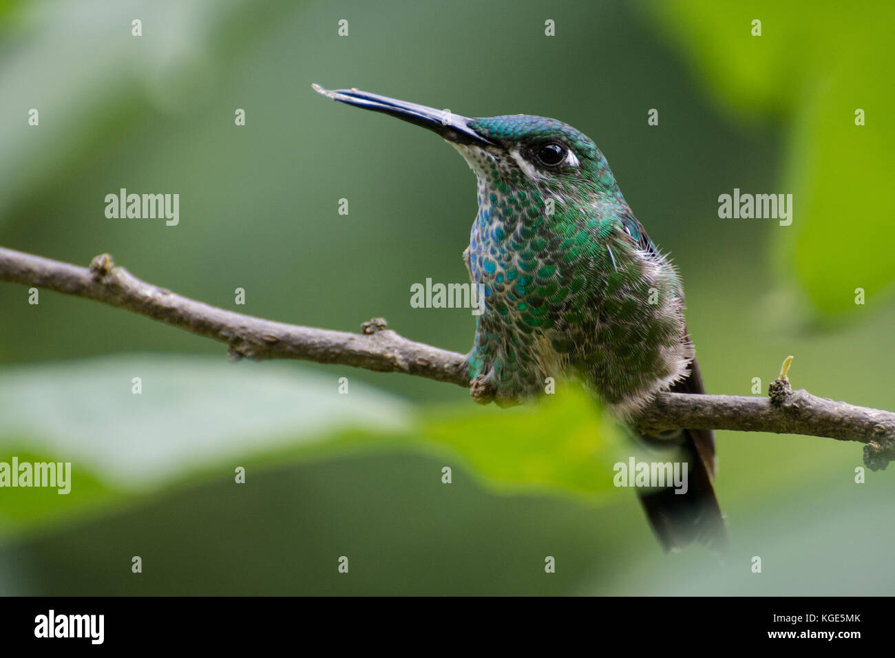 A green crowned brilliant hummingbird perching among the leaves in Ecuador. Stock Photo