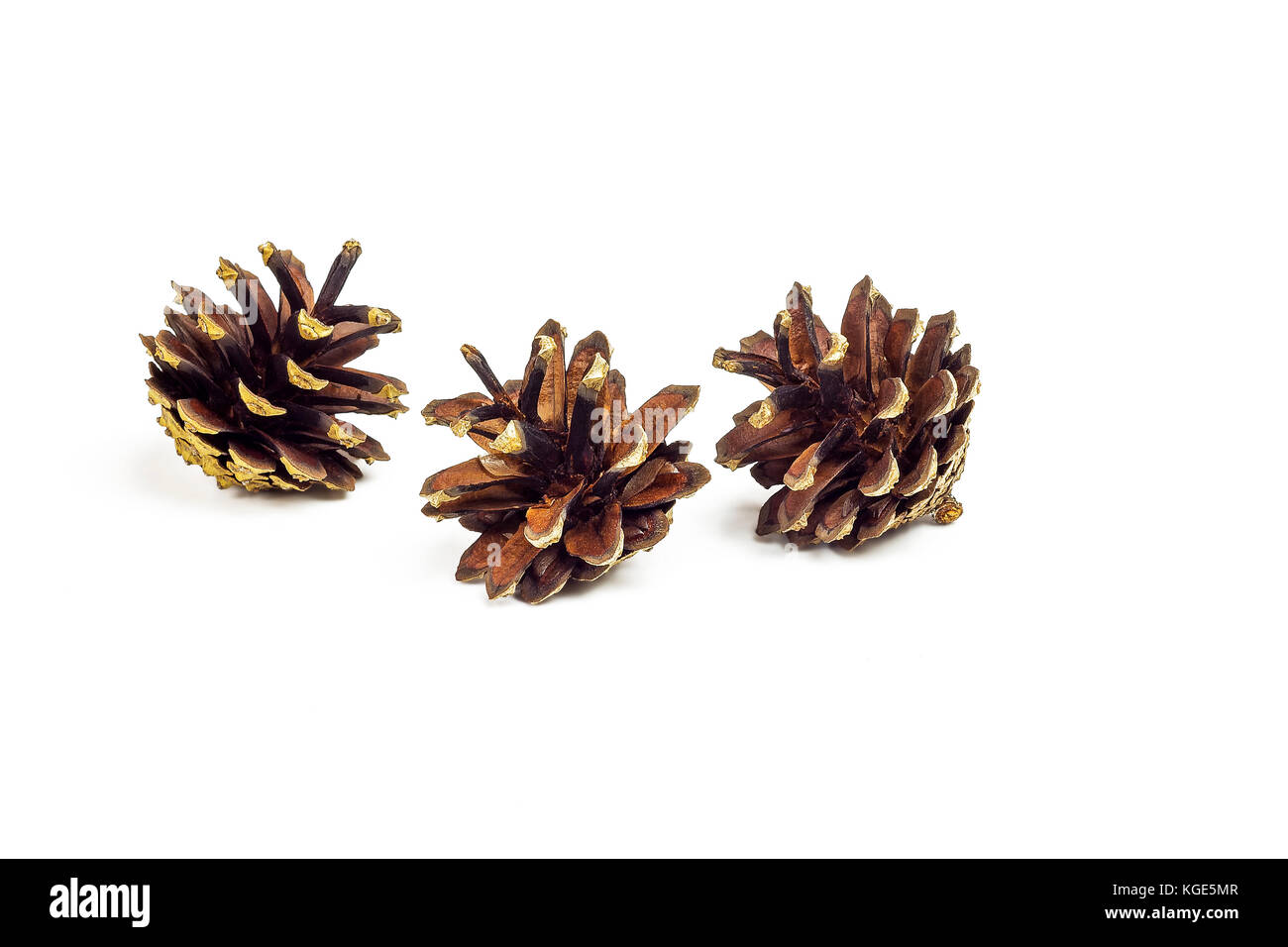 On a white background there are three pine cones from the forest Stock ...