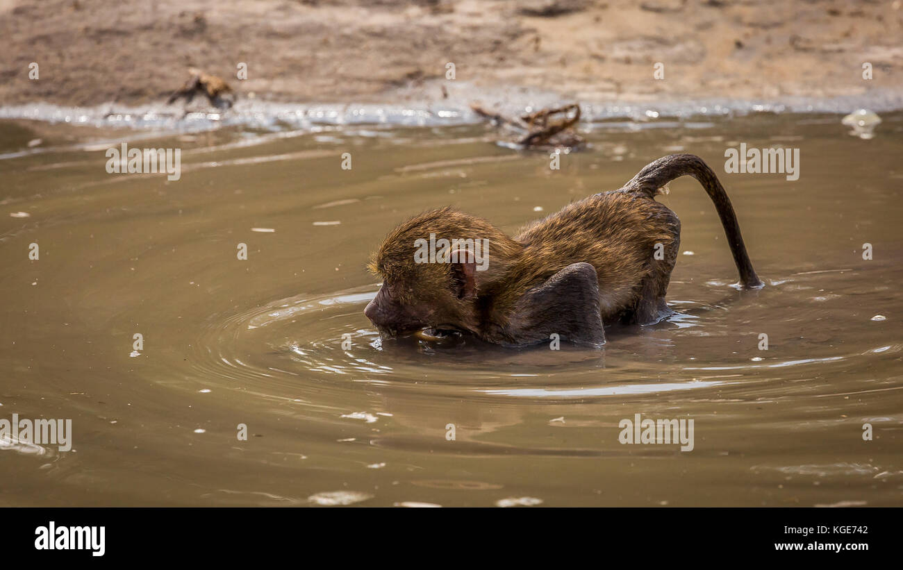 taken @Tarangire National Park - Tanzânia Stock Photo