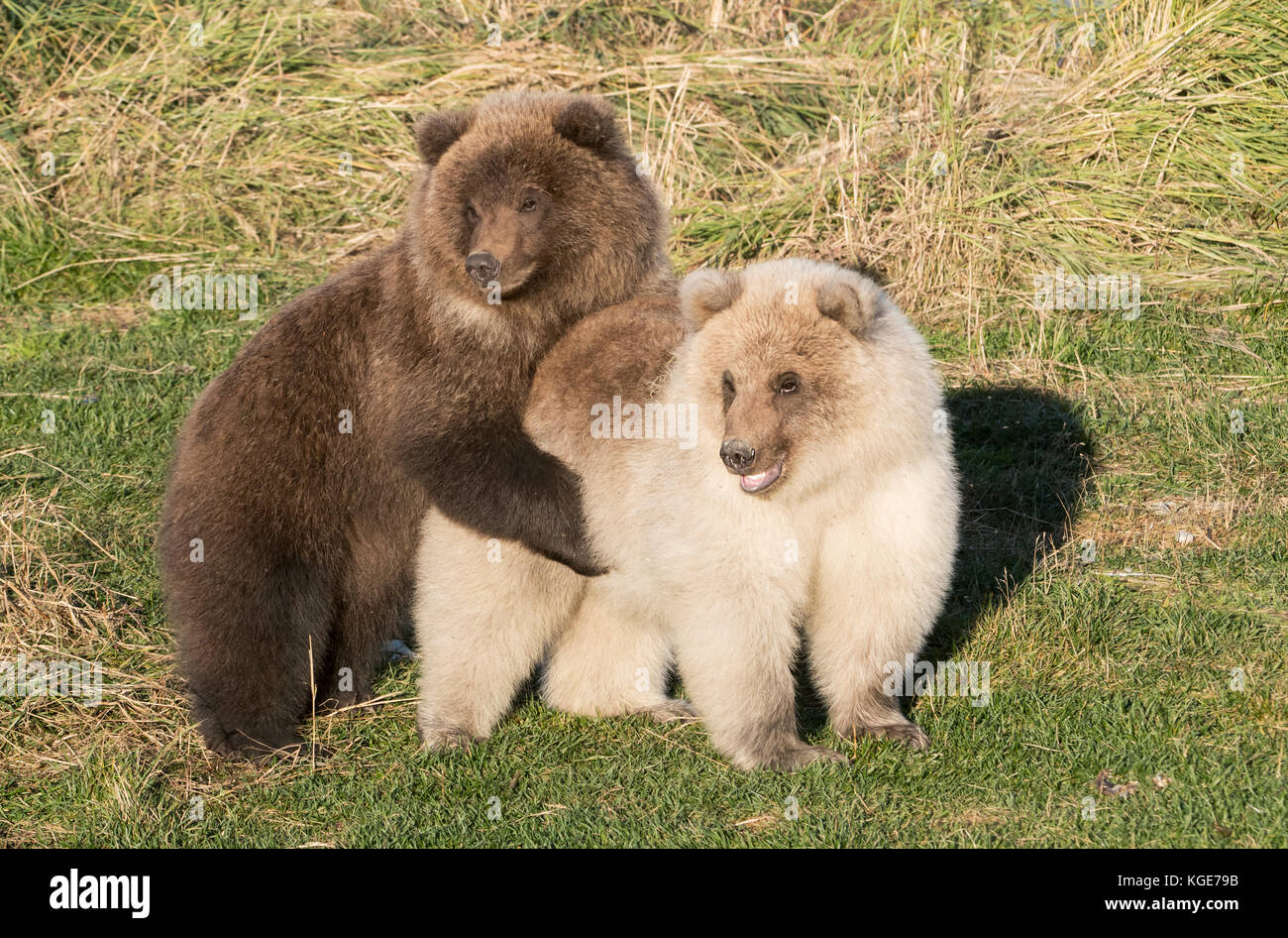 Brown bear cubs, autumn, playing, Brooks River, Katmai National Park, Alaska Stock Photo