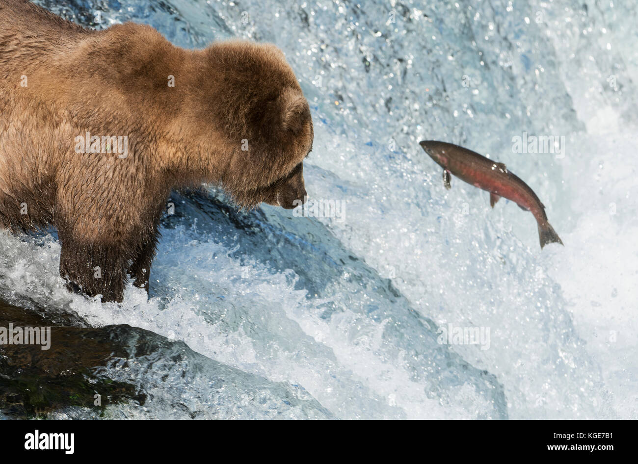 Brown bear, salmon fishing, Brooks Falls, Katmai National Park, Alaska. Stock Photo