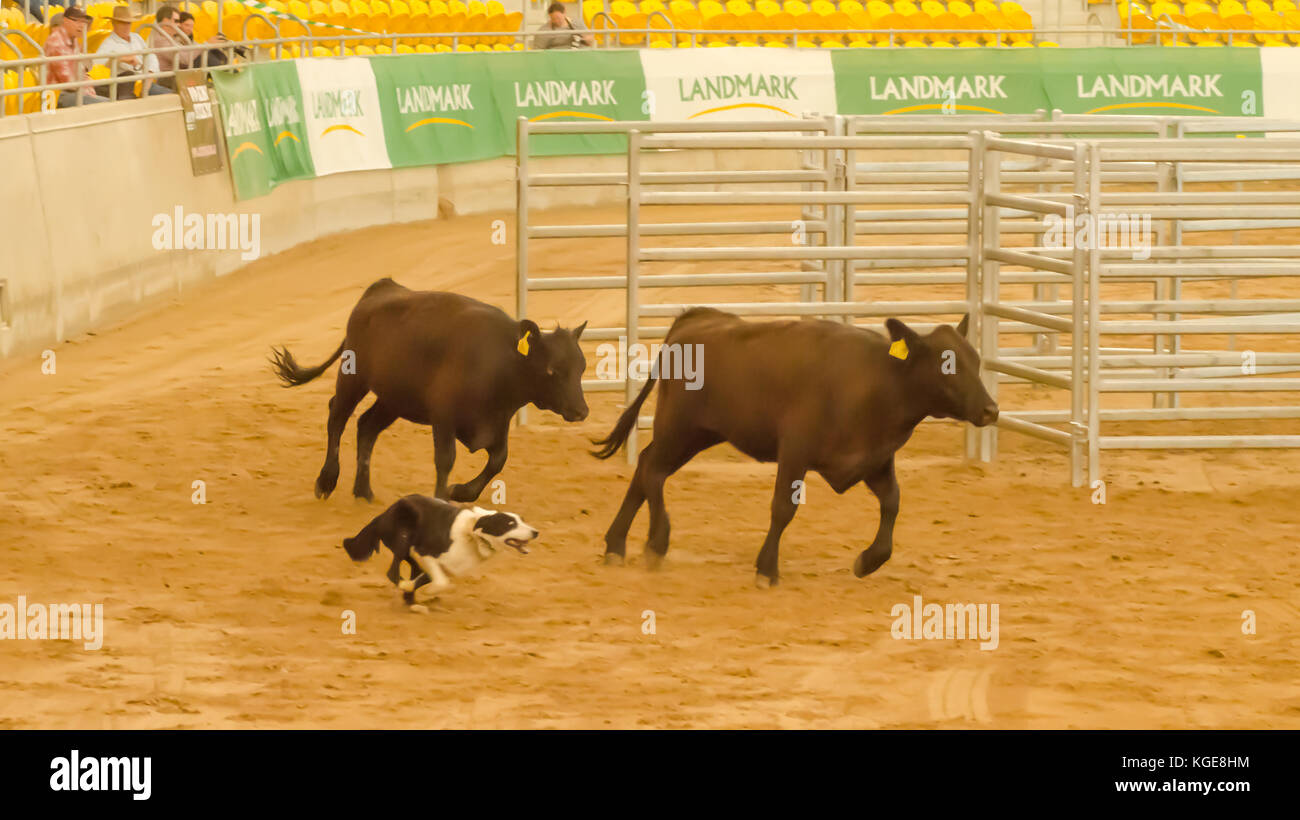 Cattle Dog Trials at an indoor arena. Tamworth Australia. Stock Photo