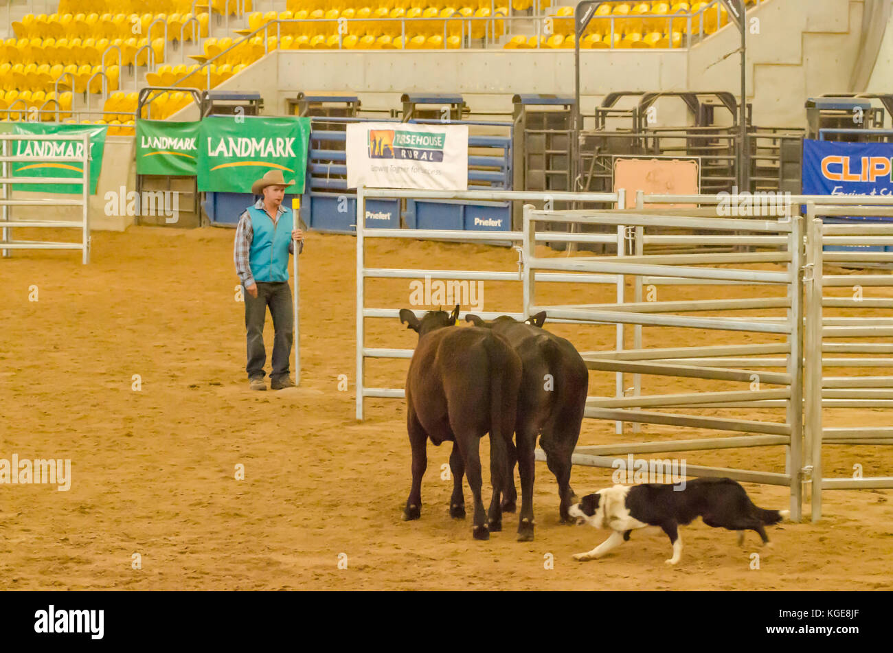 Cattle Dog Trials at an indoor arena. Tamworth Australia. Stock Photo