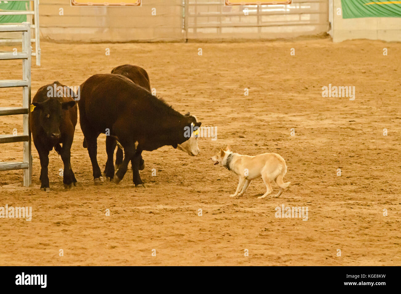 Cattle Dog Trials at an indoor arena. Tamworth Australia. Stock Photo