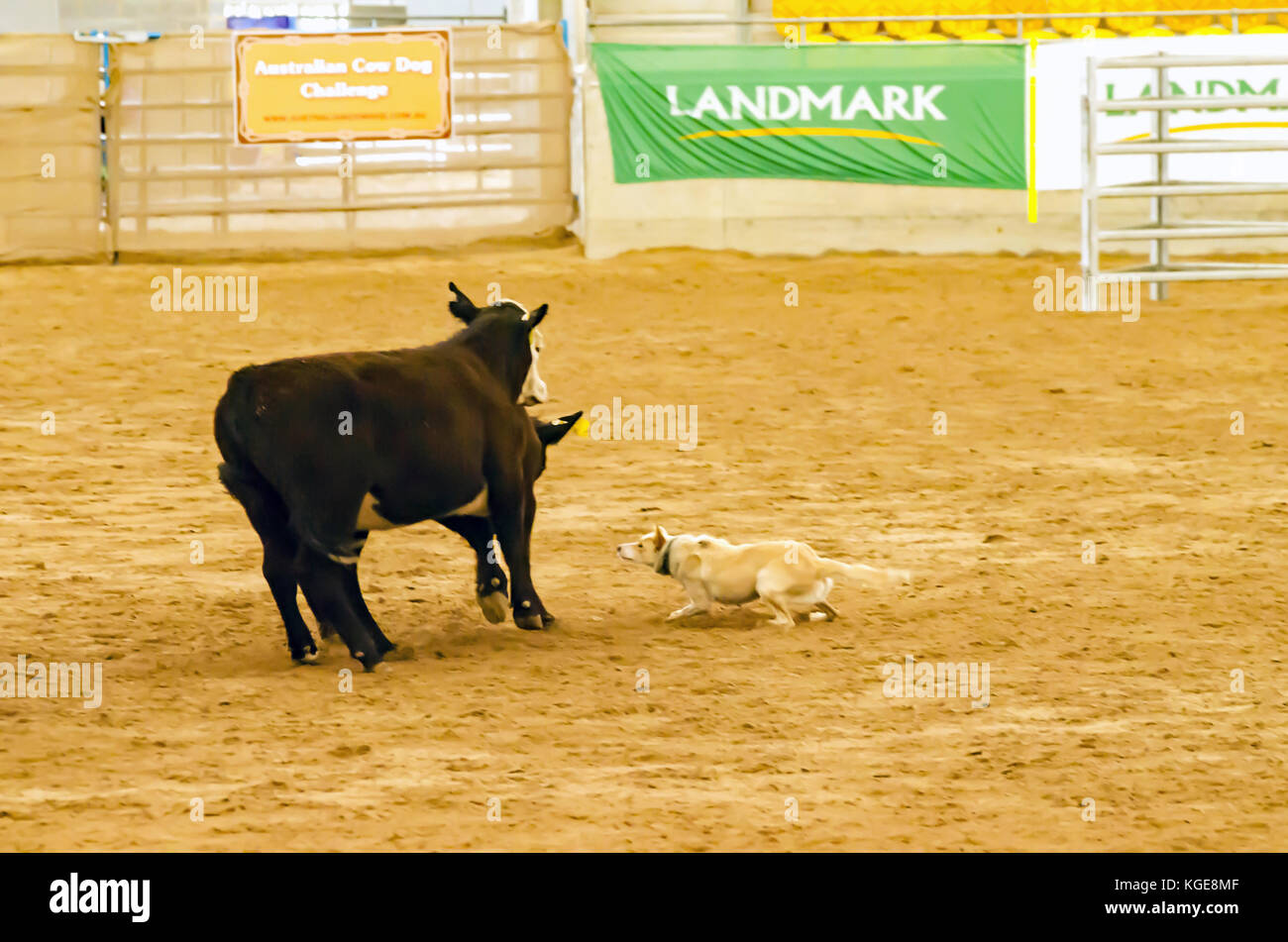 Cattle Dog Trials at an indoor arena. Tamworth Australia. Stock Photo