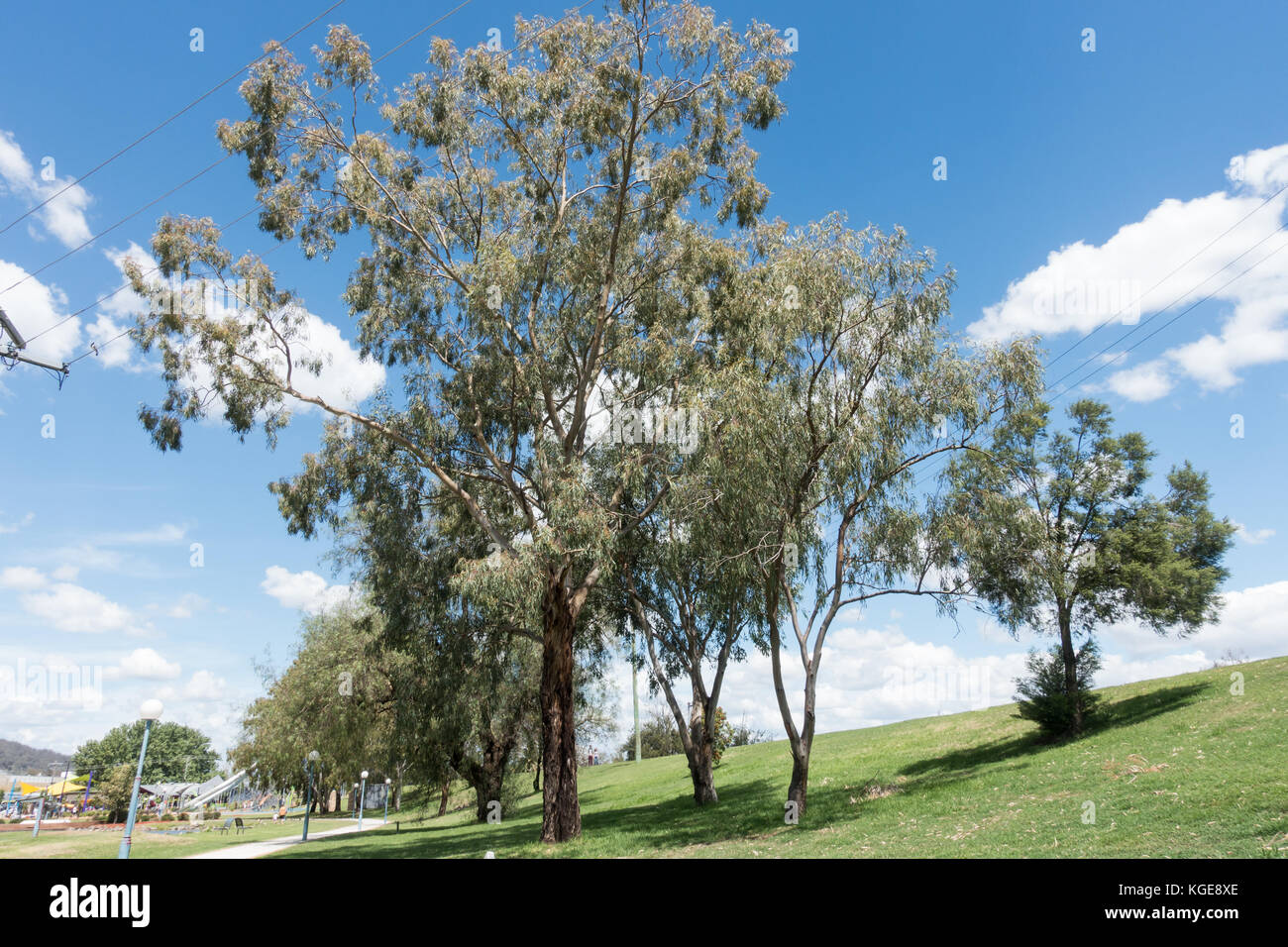 Red River Gum Trees planted in 1997 on the levee bank by the Peel River Tamworth NSW Australia. Stock Photo