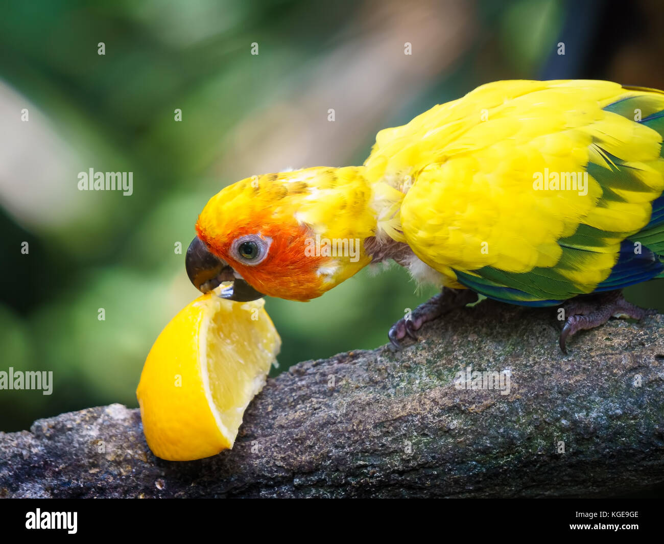 A sun conure (aka sun parakeet) enjoys a citrus snack at the Jurong