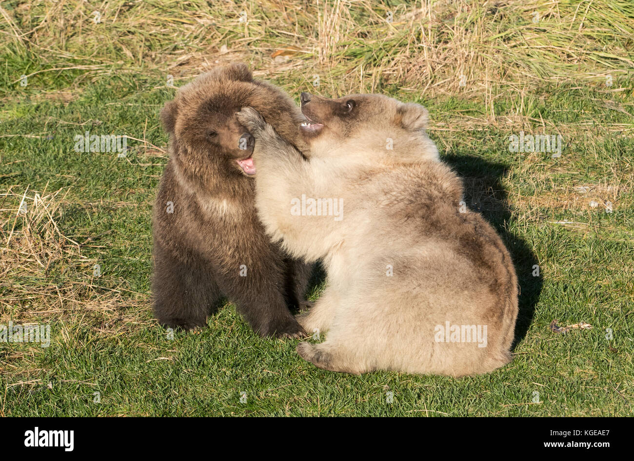 Brown bear cubs, autumn, playing, Brooks River, Katmai National Park, Alaska Stock Photo