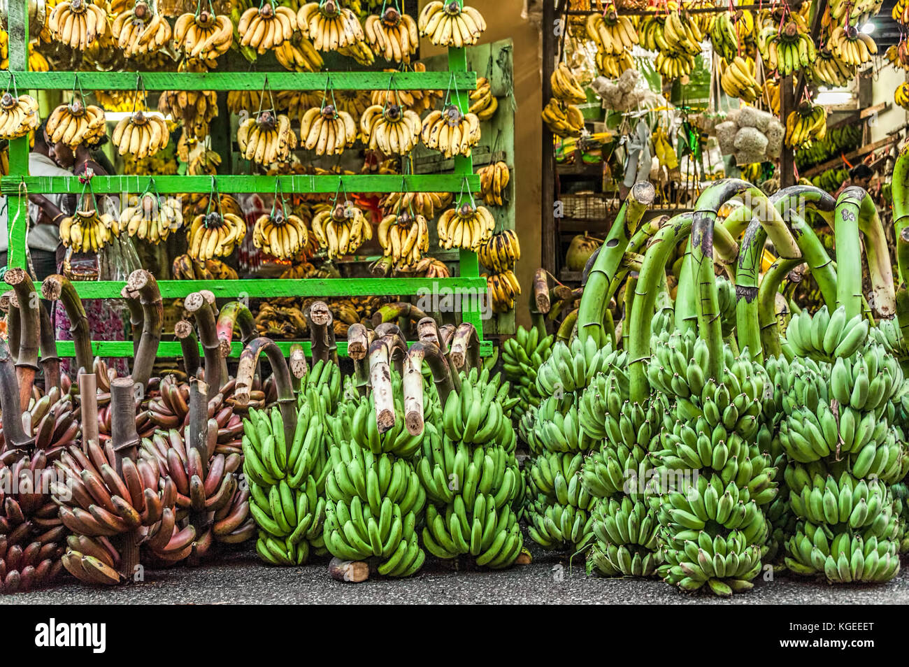 Just Bananas. A store selling only bananas. Many kind of bananas are nicely set and displayed - raw and ripened, red, green, and yellow. Small bunches Stock Photo