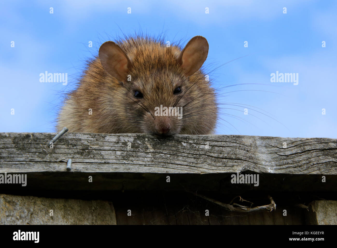 An Australian Bush Rat on a fence Stock Photo Alamy