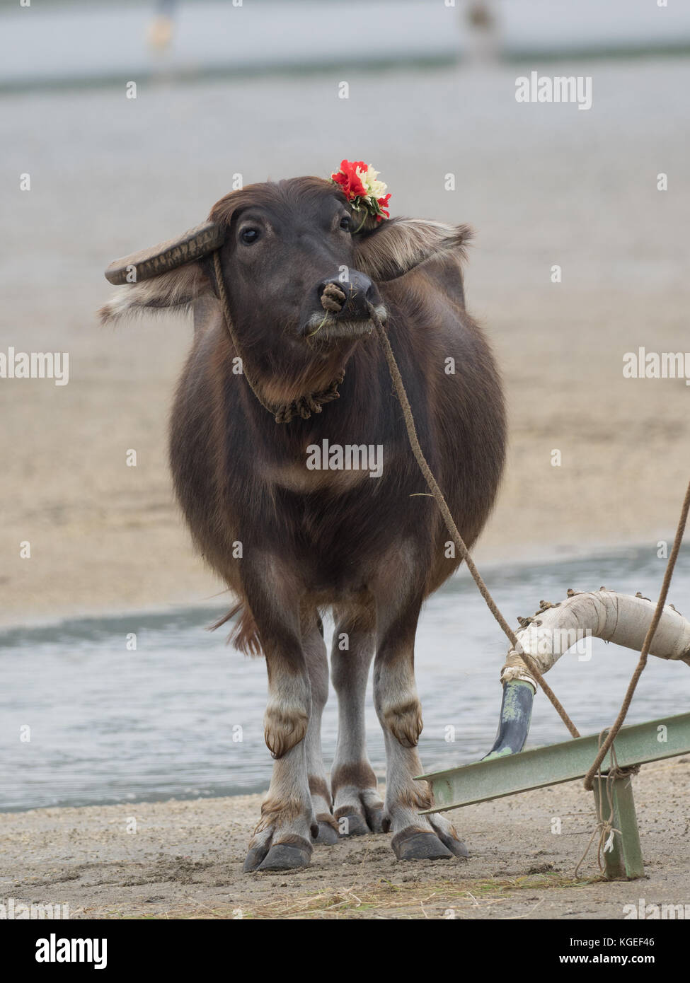 Water buffalo, Yufu Island, Okinawa Prefecture, Japan Stock Photo Alamy
