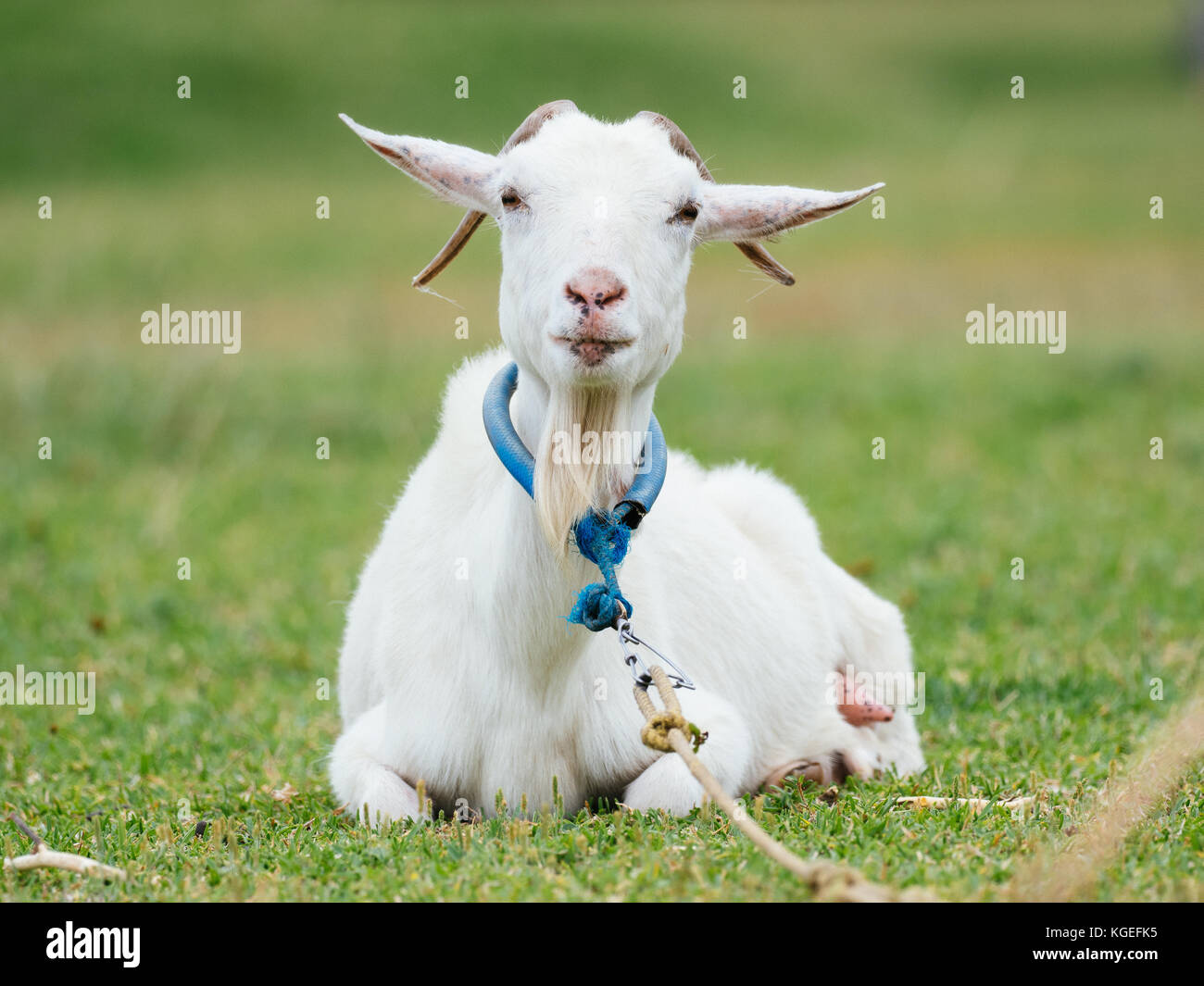 Goat at Iriomote Island, Okinawa Prefecture, Japan Stock Photo - Alamy