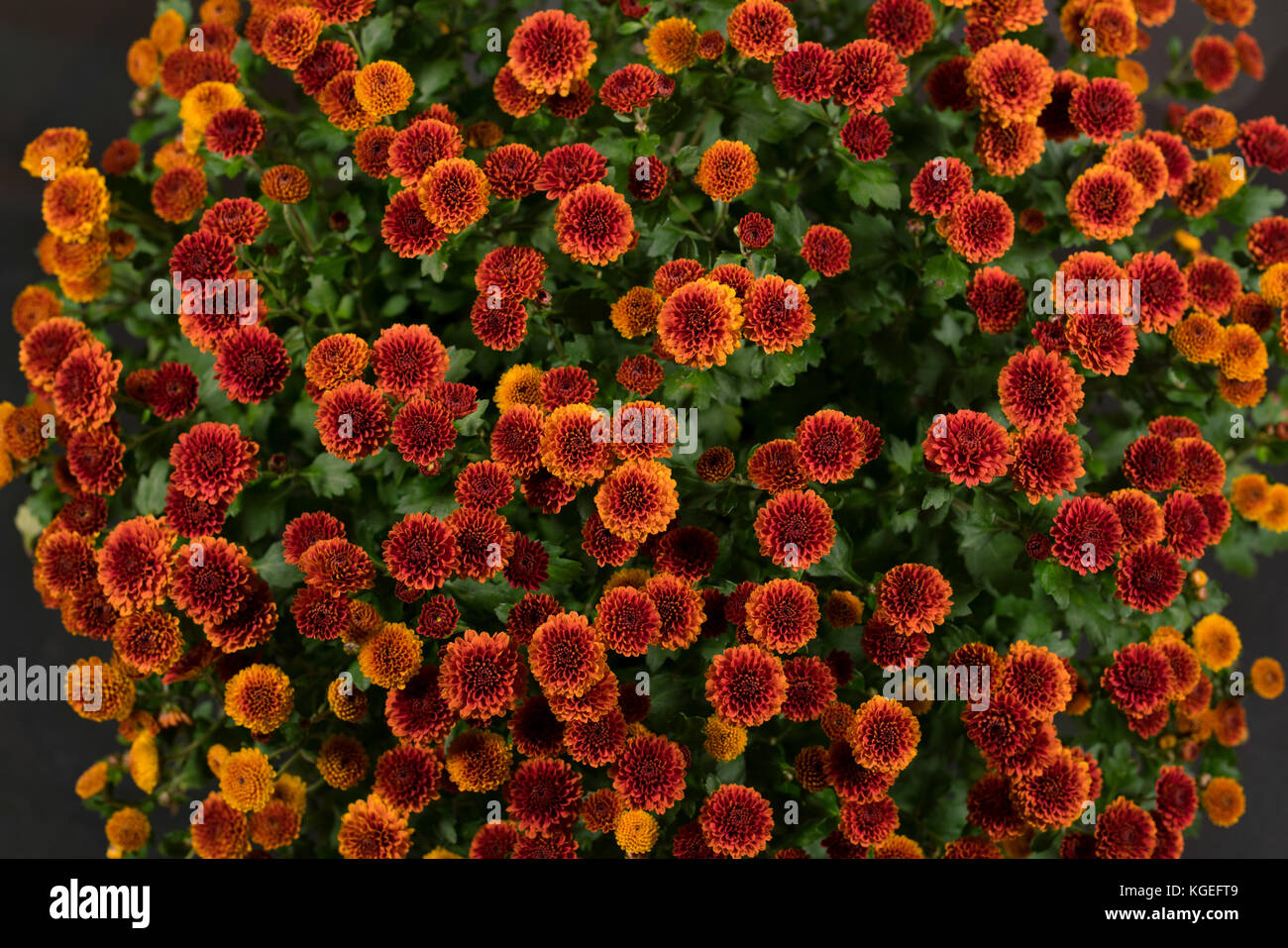 Flowers of chrysanthemums in a pot isolated on black background Stock