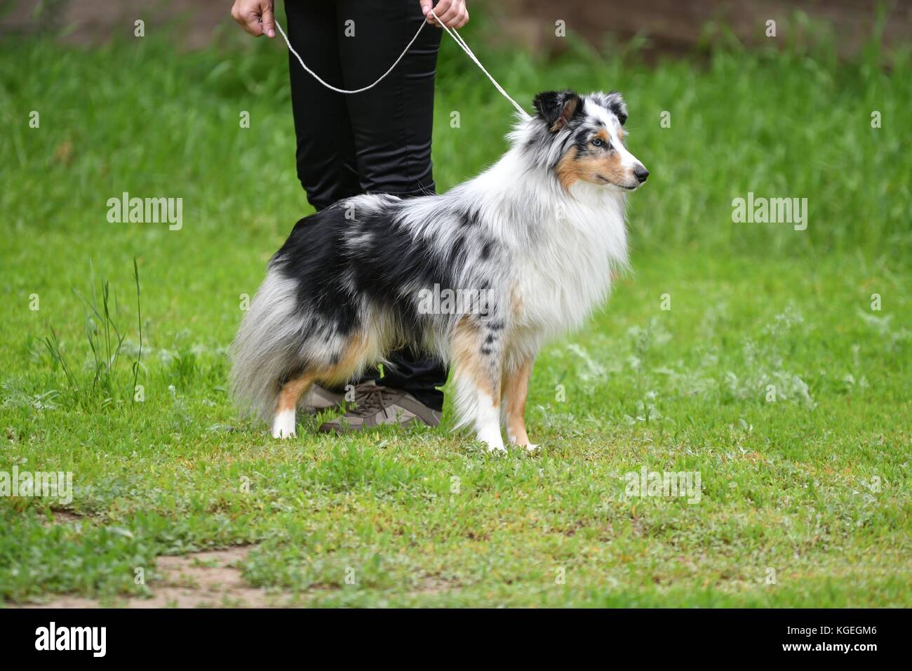 Dog breeds of shelties on a walk in the summer Stock Photo Alamy