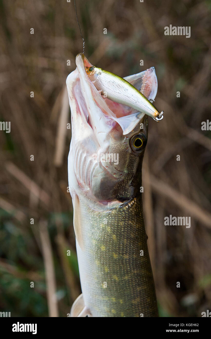 Freshwater fishing lure hi-res stock photography and images - Alamy