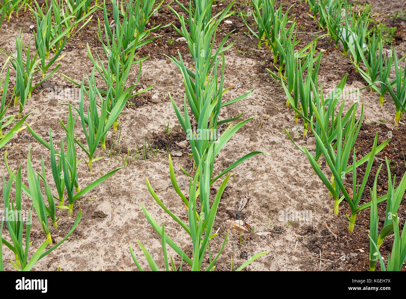 Garlic grows on the vegetable bed. Feathers green onion and garlic are