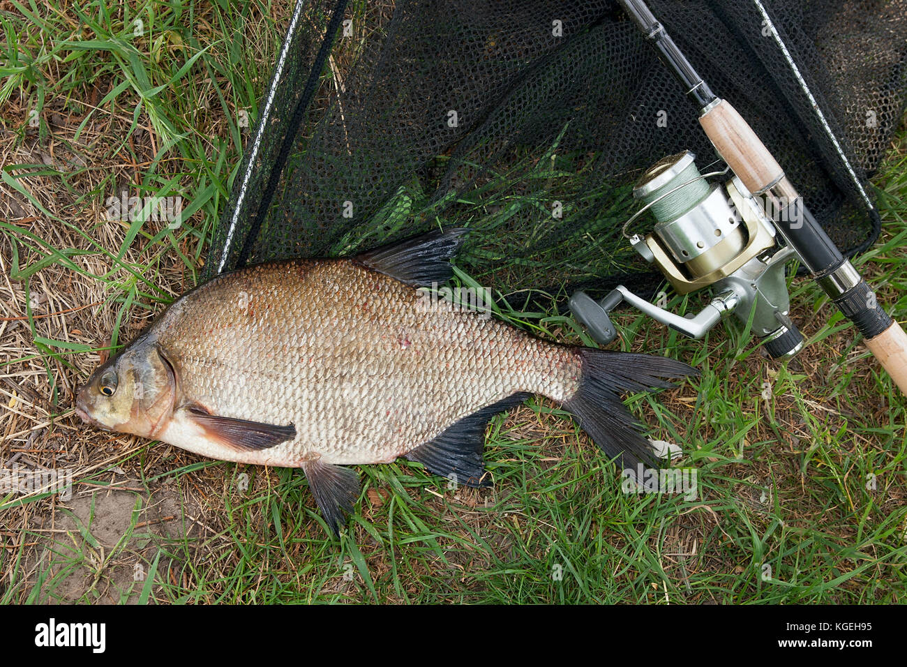 Just taken from the water freshwater common bream known as bronze bream or carp bream (Abramis brama) and fishing rod with reel on natural background. Stock Photo