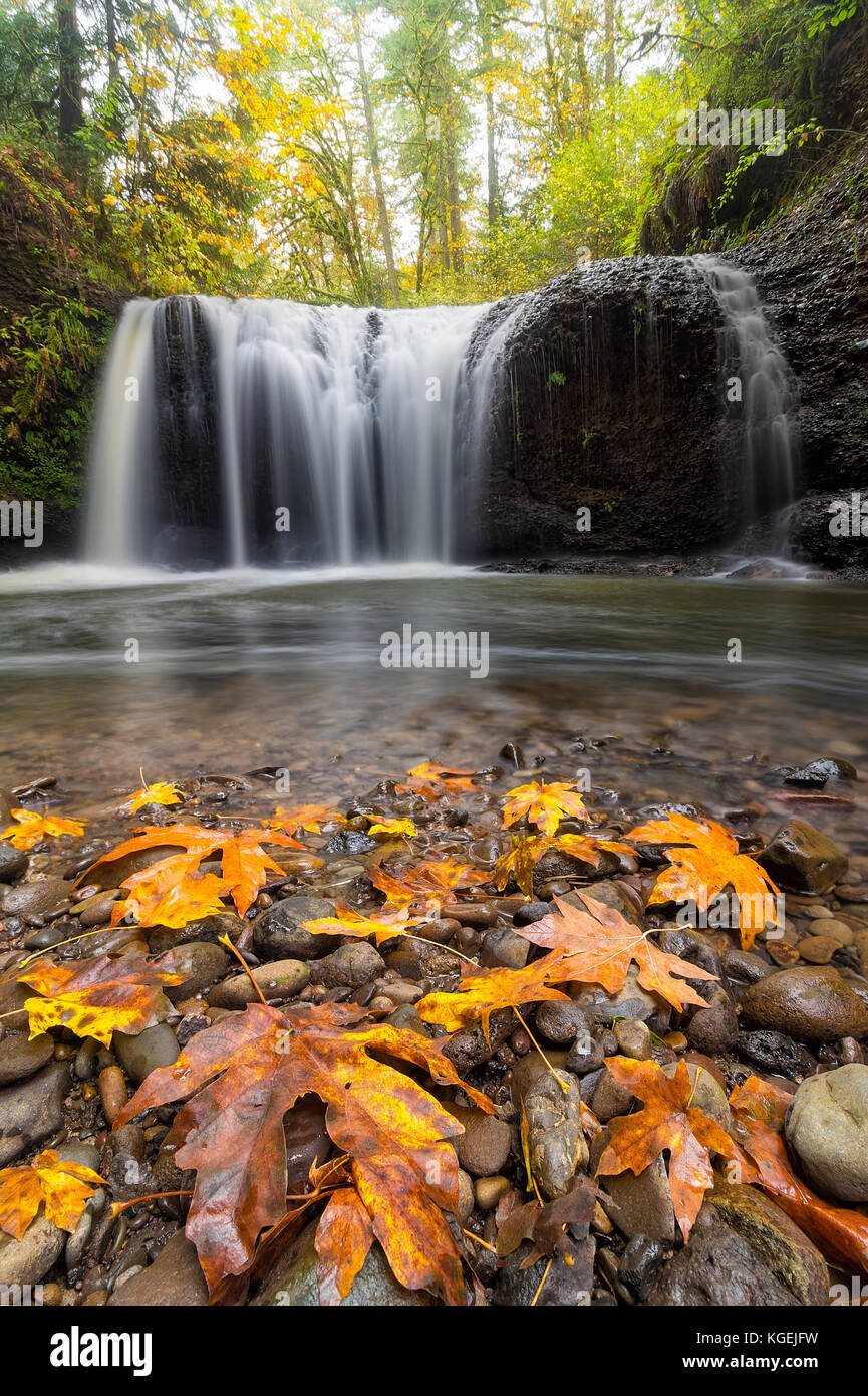 Maple tree leaves on rocks at Hidden Falls in Clackamas Oregon during fall season Stock Photo