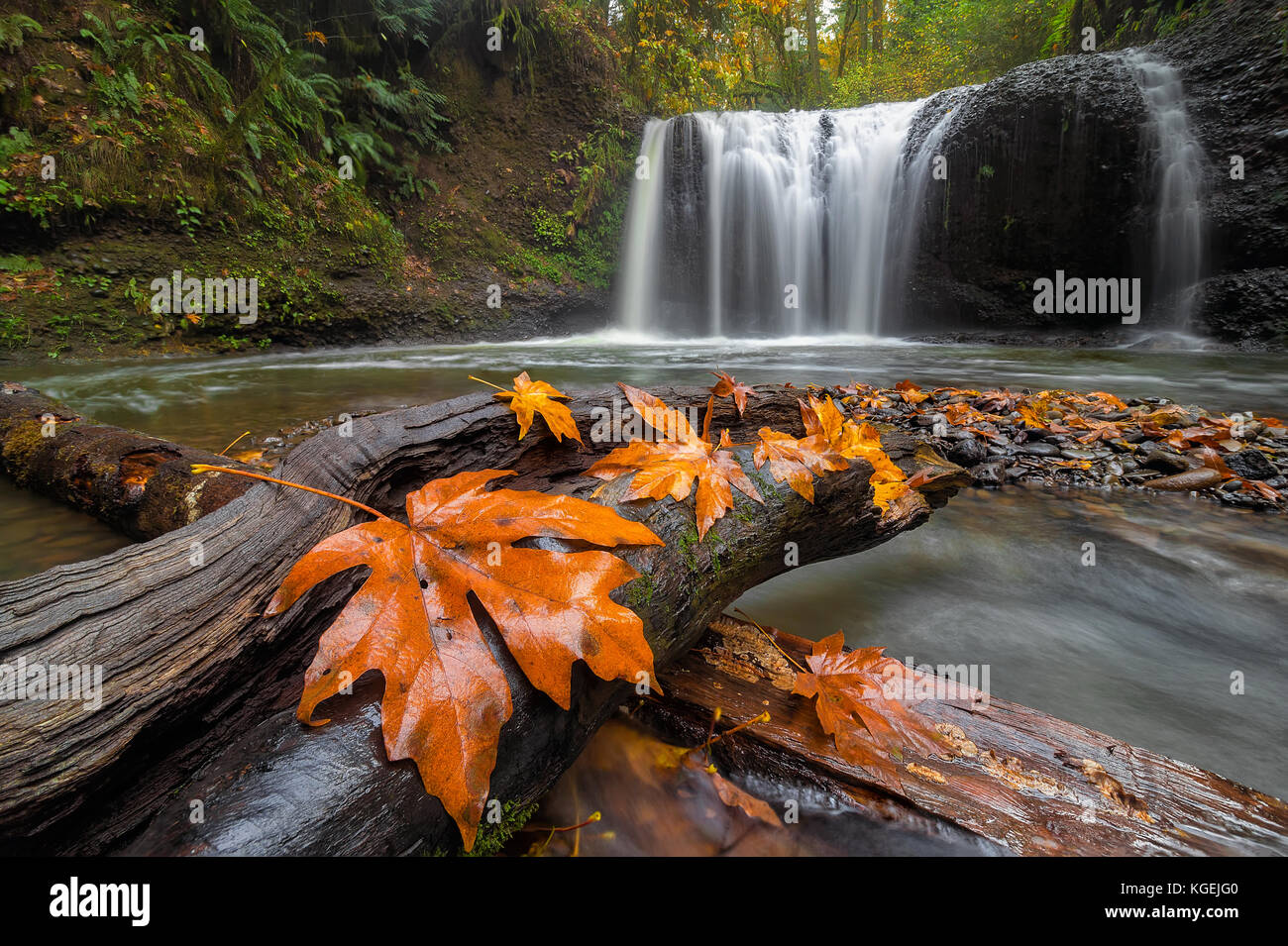 Maple tree leaves on wood log at Hidden Falls in Clackamas Oregon during fall season Stock Photo