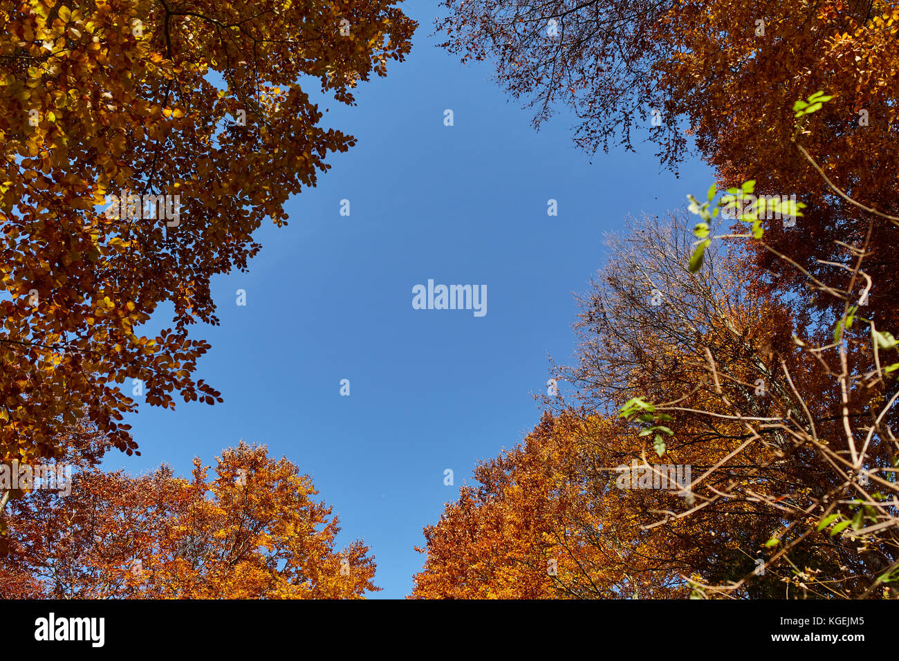 Looking up through colorful autumn canopy, copyspace on the sky Stock ...