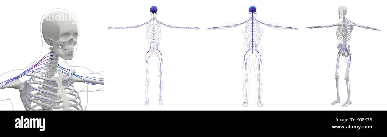 3D rendering medical illustration of the nerve system Stock Photo