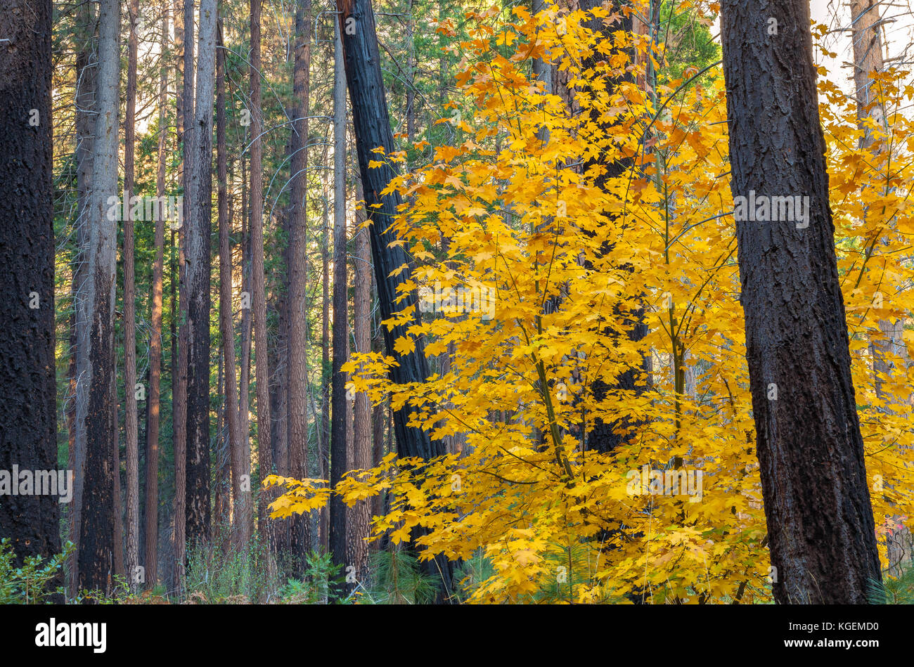 Bigleaf maple tree (Acer macrophyllum) display bright yellow color leaves in autumn, Yosemite National Park, California. Stock Photo
