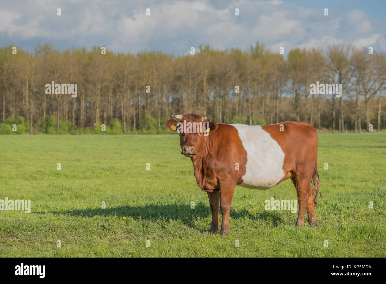 One brown dutch belted lakenvelder cow seen from the side standing in a