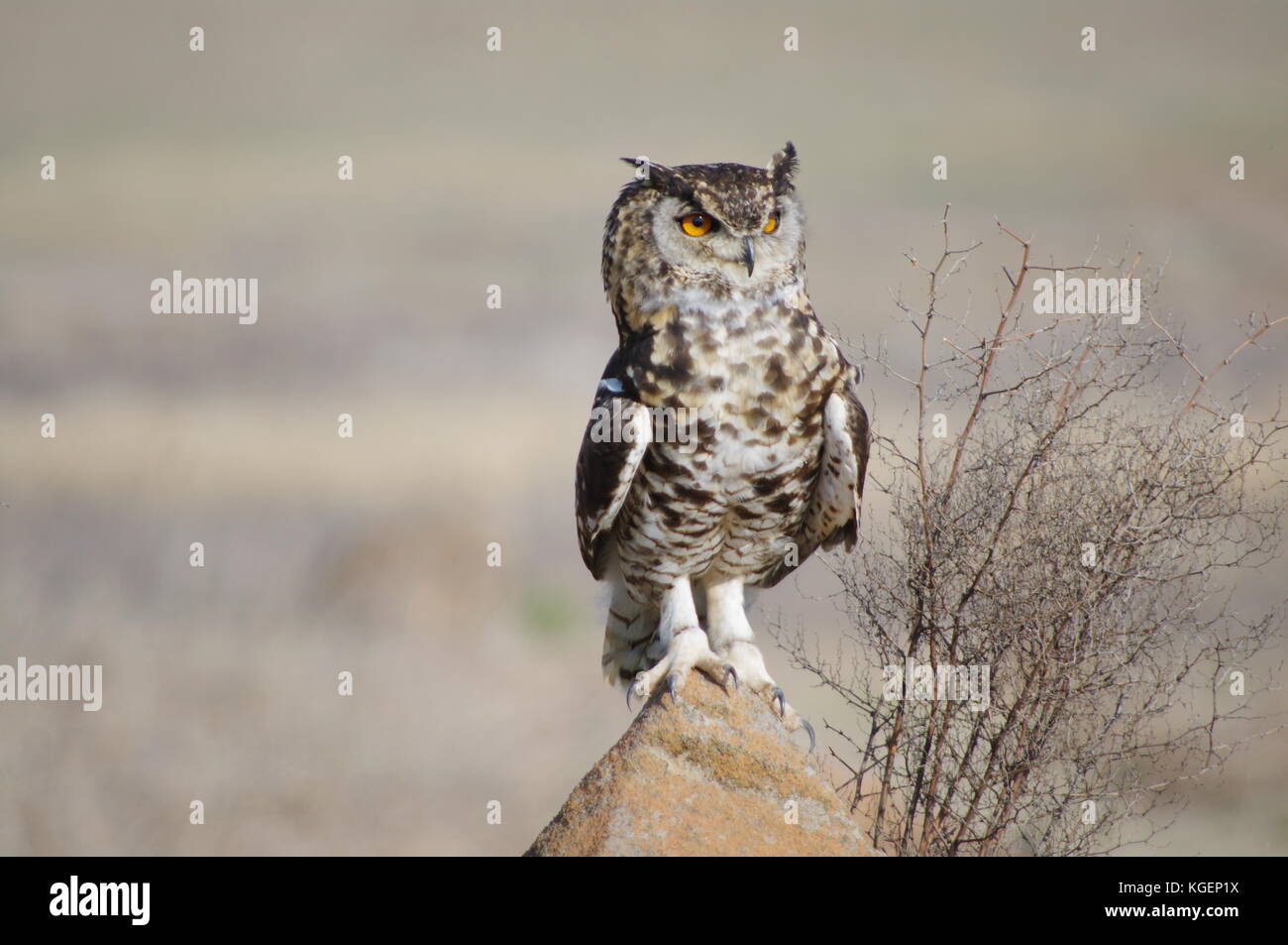 Cape Eagle Owl Stock Photo - Alamy