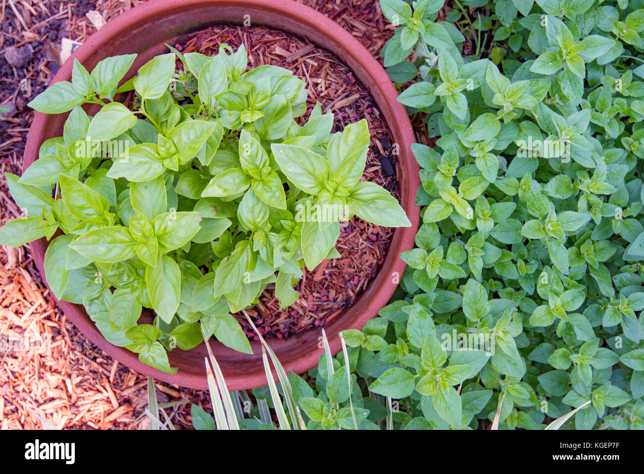 Herbs, Oregano (Origanum vulgare) and Basil (Ocimum basilicum) growing in a backyard vegetable