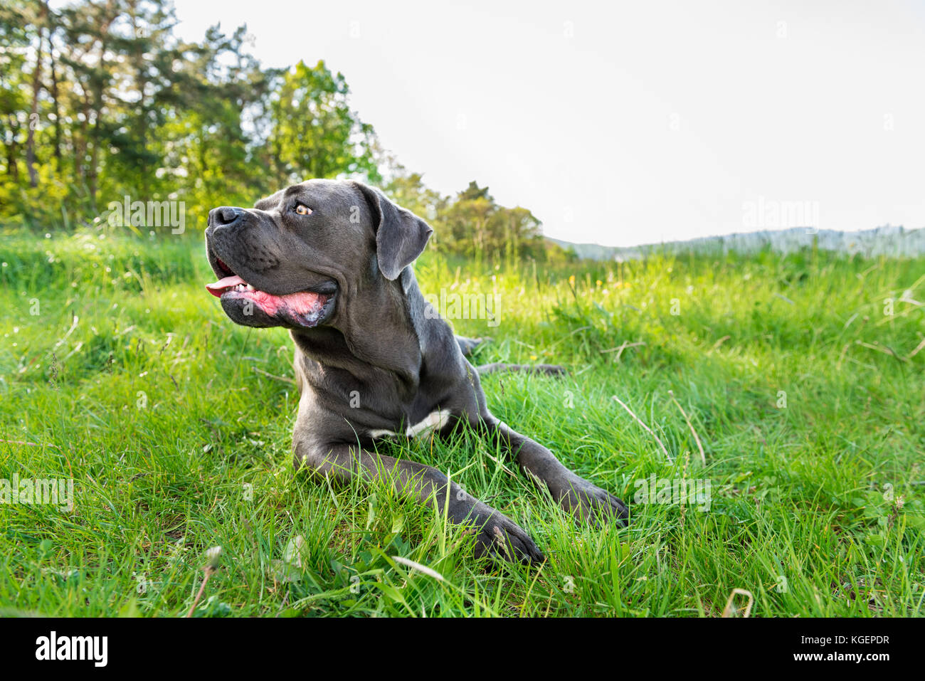 Loose Dog Stock Photos Loose Dog Stock Images Alamy