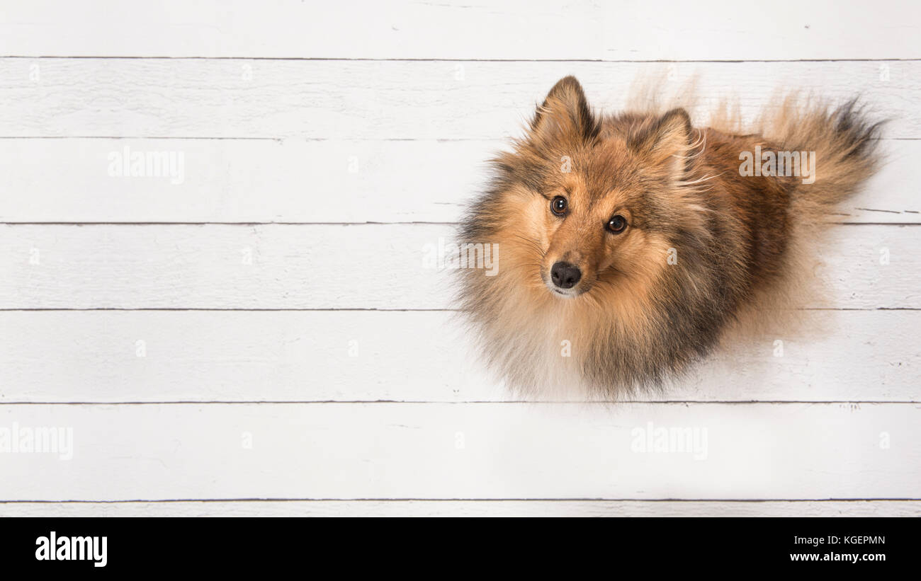 Adult shetland sheepdog seen from above sitting and looking up on a white wooden planks floor on the right side of the image with space for text on th Stock Photo