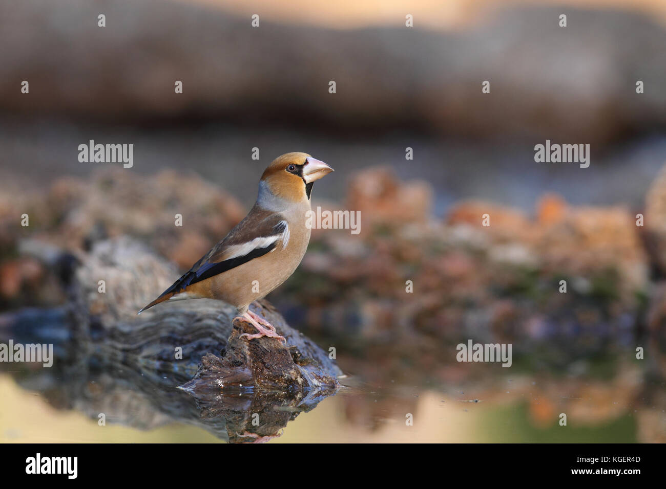 Male and female hawfinch hi-res stock photography and images - Alamy