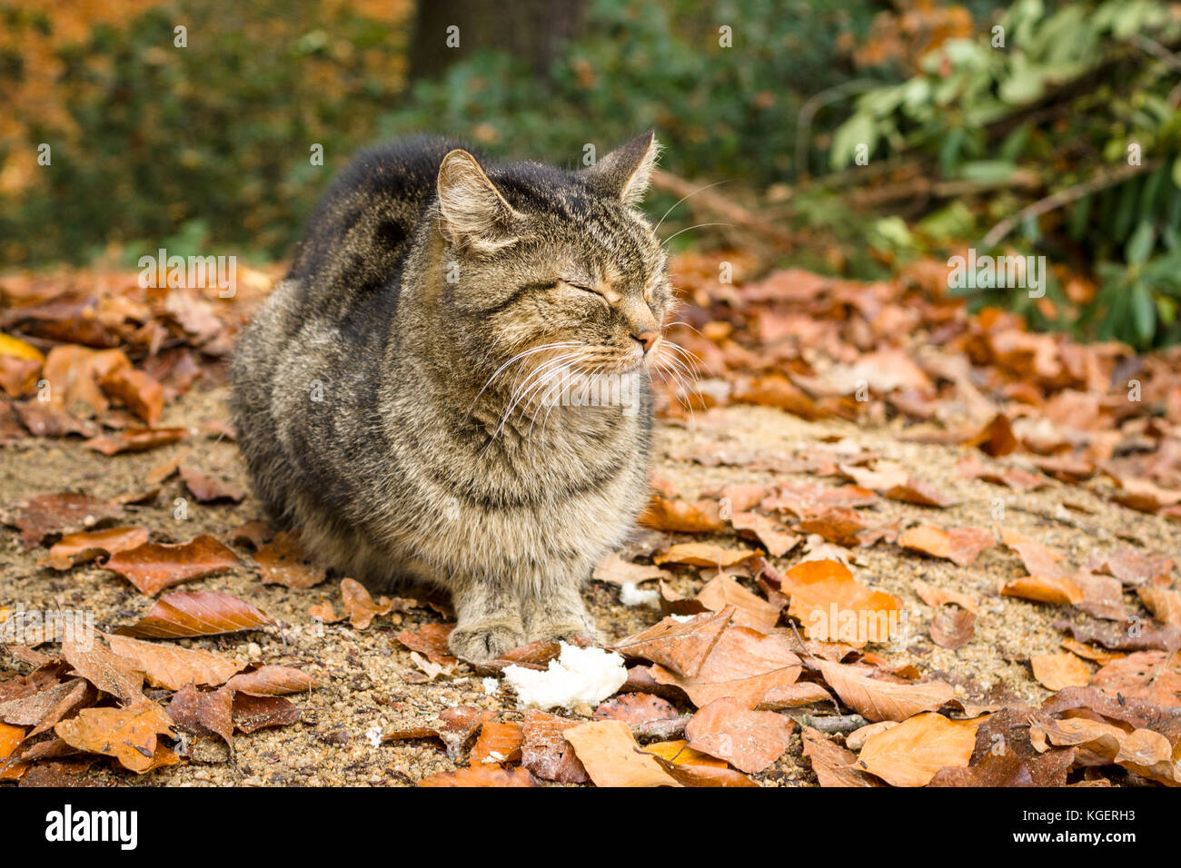 A homeless cat sits on fallen leaves Stock Photo - Alamy