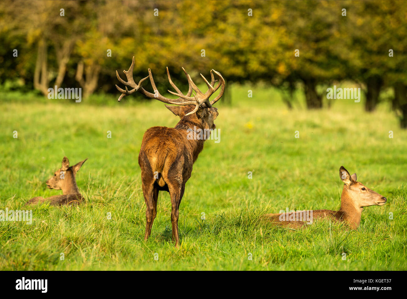 Autumn Red Deer Rut.Image sequence depicting scenes around male Stag's ...