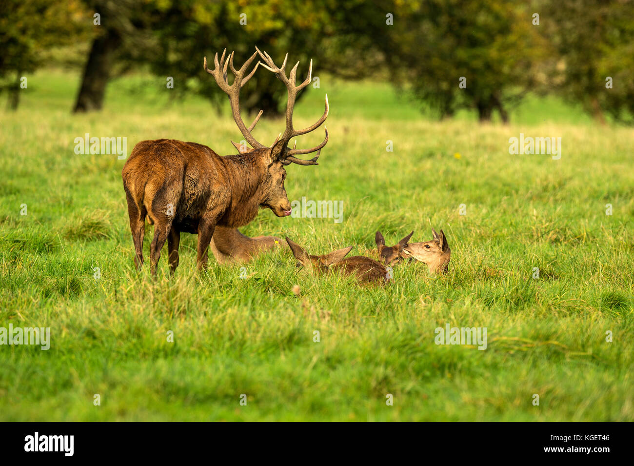 Autumn Red Deer Rut.Image sequence depicting scenes around male Stag's and Female Hind's with young at rest and battling during the annual autumn rut. Stock Photo