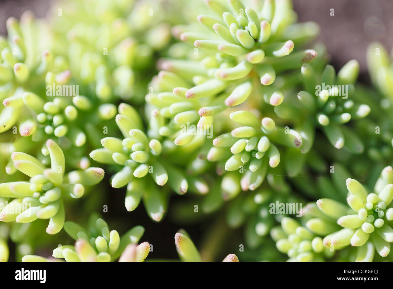 Rectangular arrangement of succulents. Cactus succulents in a planter ...