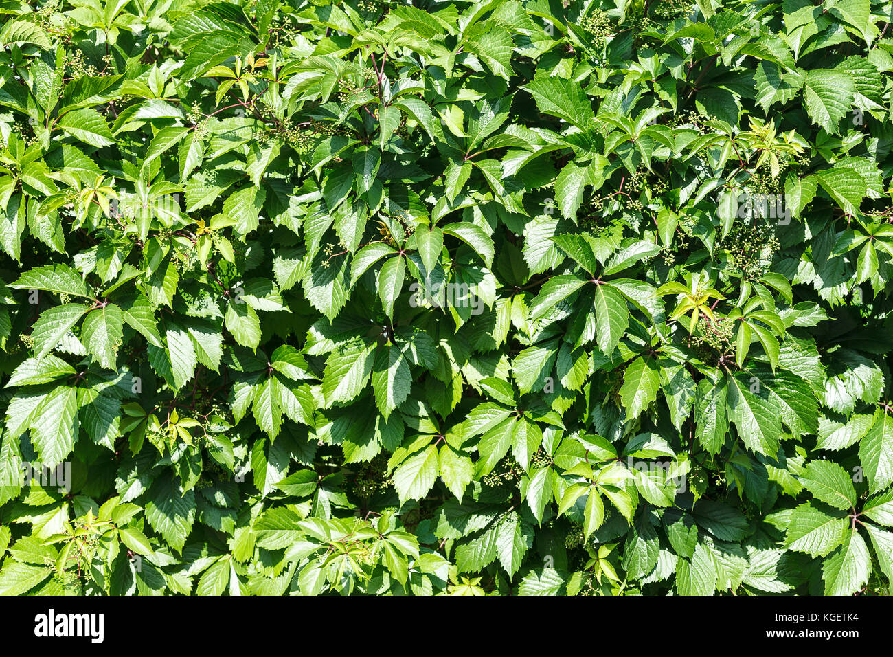 Wild grape on wooden hi res stock photography and images Alamy