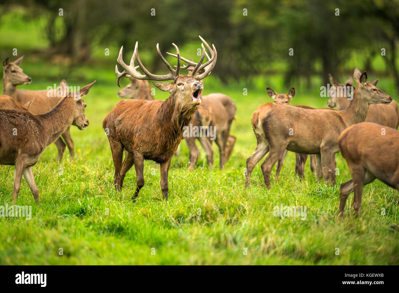 Deer In The Rut Autumn Red Deer Rut.Image sequence depicting scenes around male Stag's ...