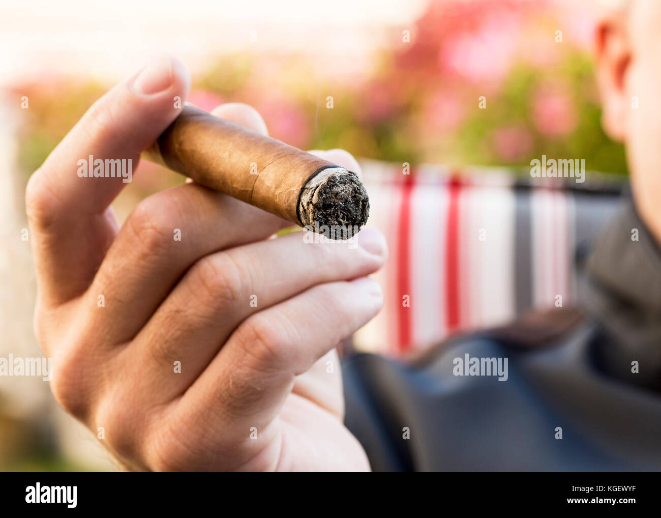 Detail Of The Hand Of A Smoking Man Holding A Burning Cigar In A Garden With Detail Of The Hand Of A Smoking Man Holding A Burning Cigar In A Garden With