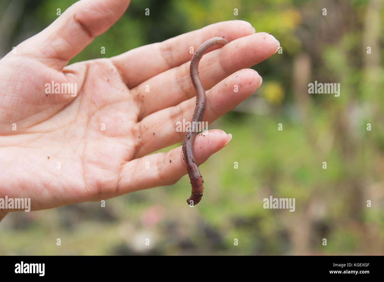 An earthworm in hands of man. Earthworm and healthier soil that suitable for planting Stock Photo