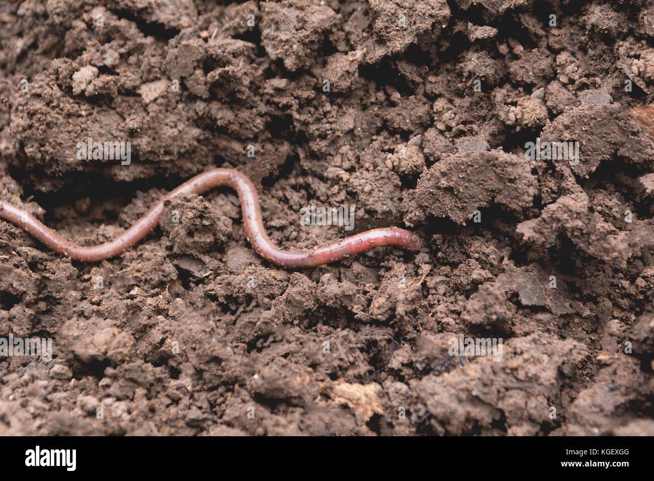 An earthworm on a soil. Earthworm and healthier soil that suitable for planting Stock Photo