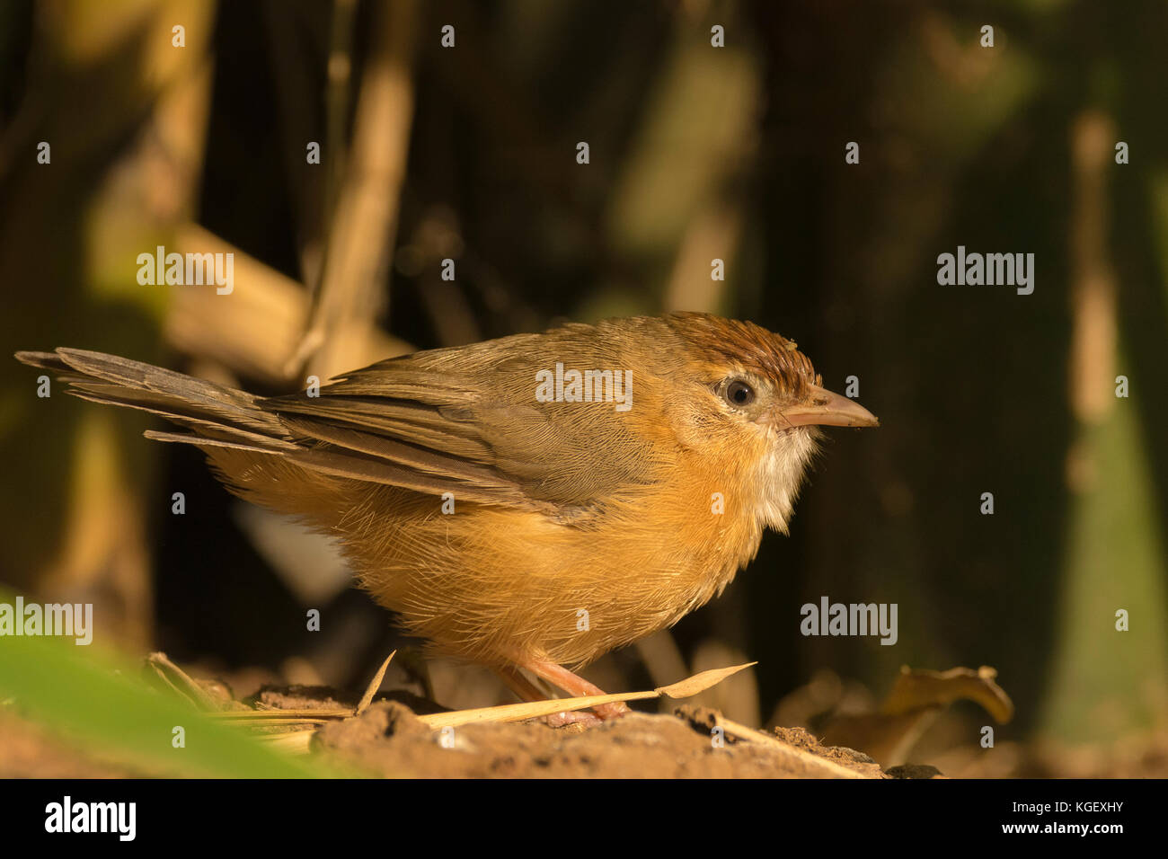 Tawny-bellied babbler (Dumetia hyperythra) foraging for food on the ground Stock Photo