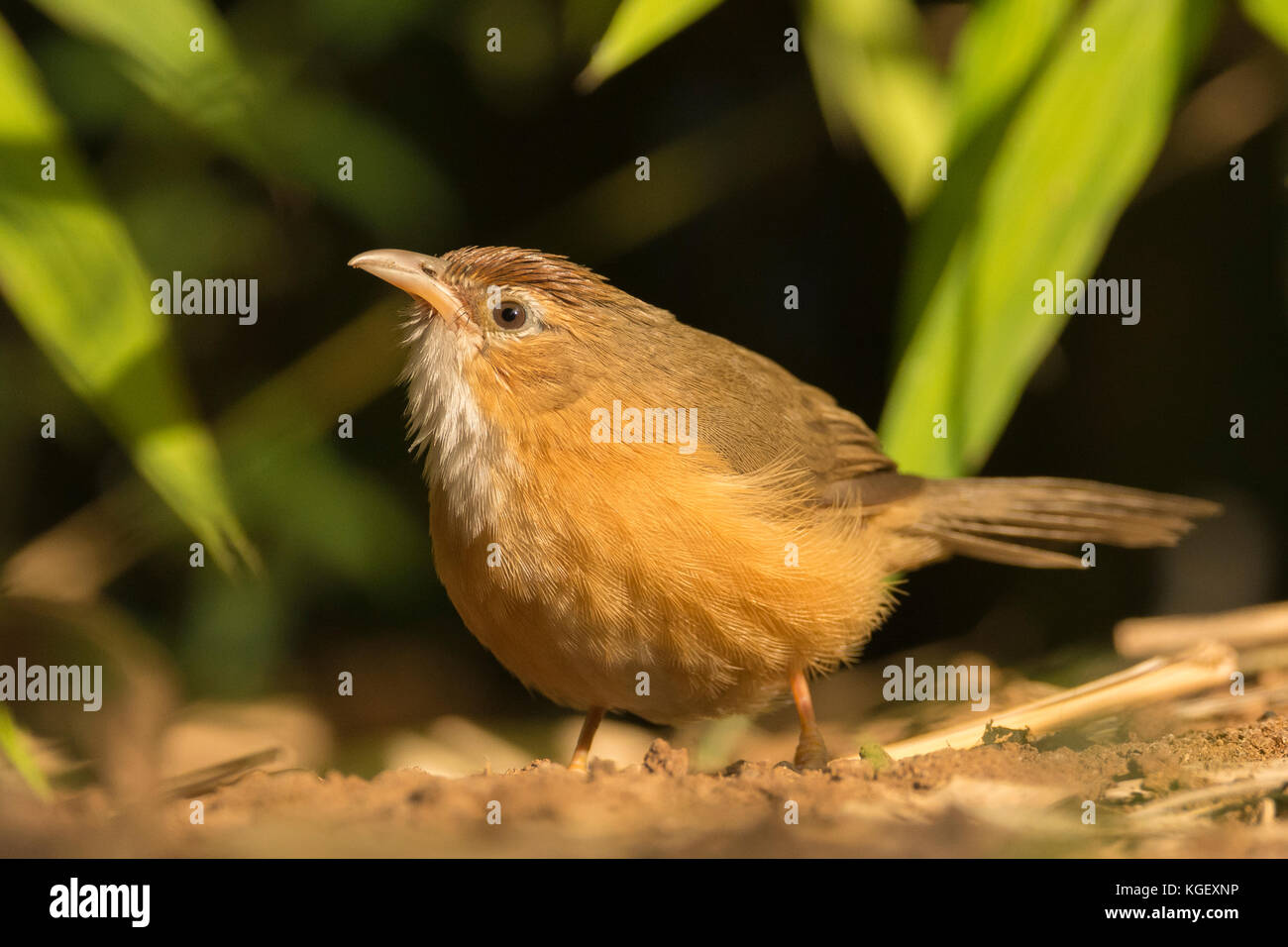 Tawny-bellied babbler (Dumetia hyperythra) foraging for food on the ground Stock Photo