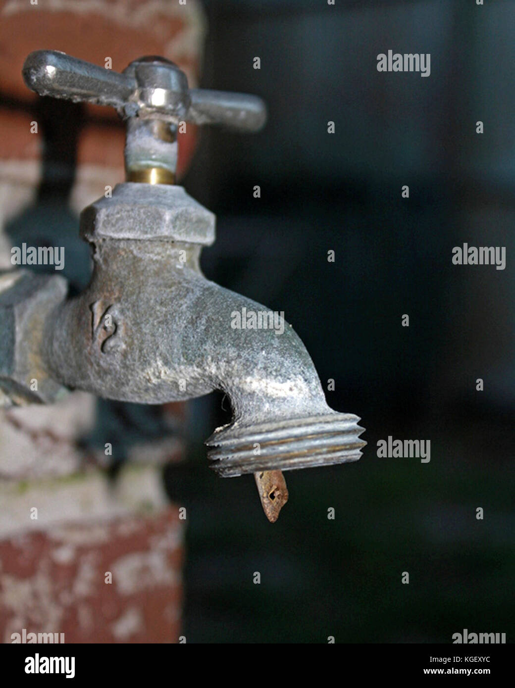 Brown Cuban Anole hiding in outdoor water spigot, Orange City, Florida, USA Stock Photo