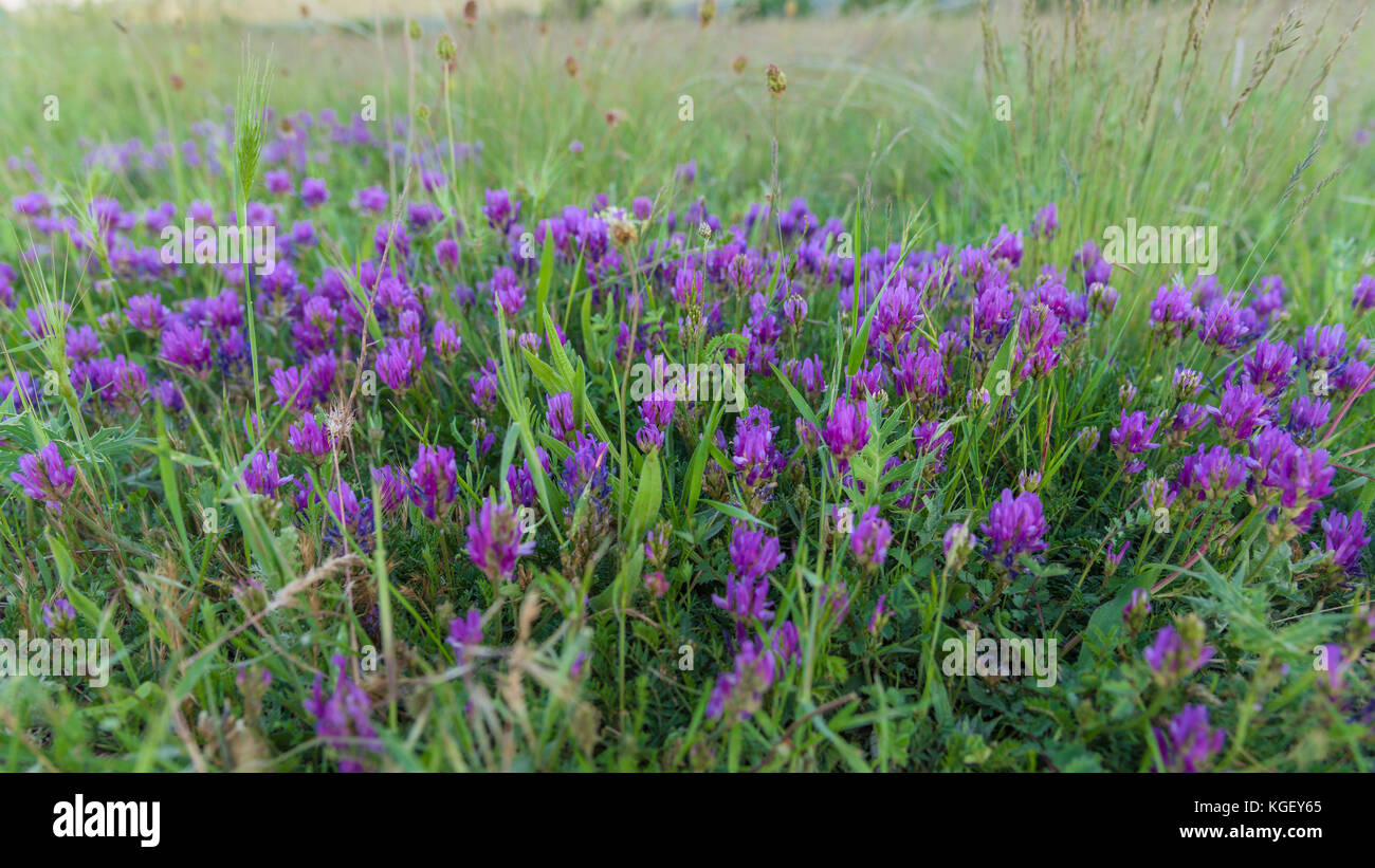 Blooming purple flowers meadow closeup Stock Photo - Alamy