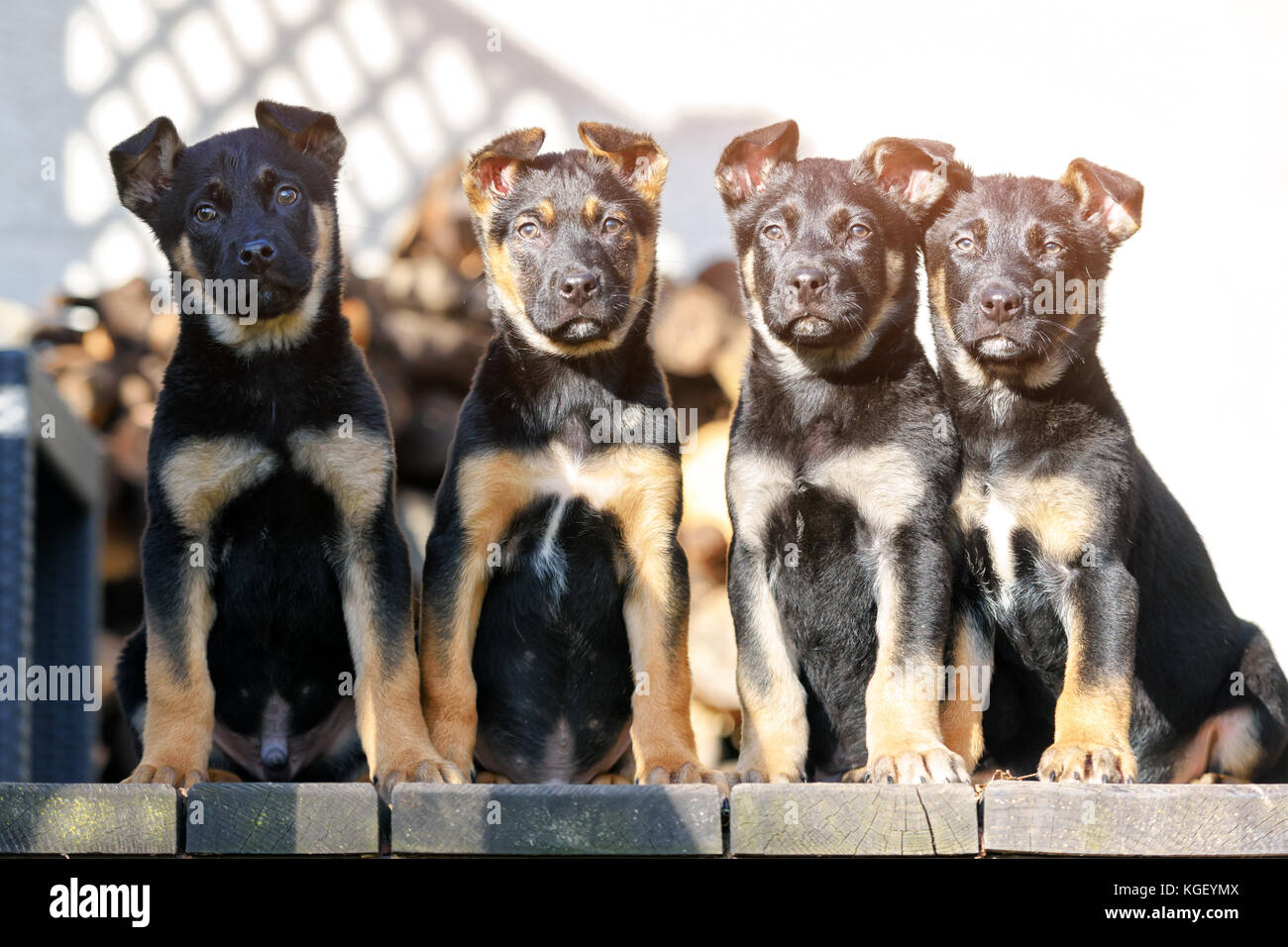 Three belgian shepherd puppys Stock Photo