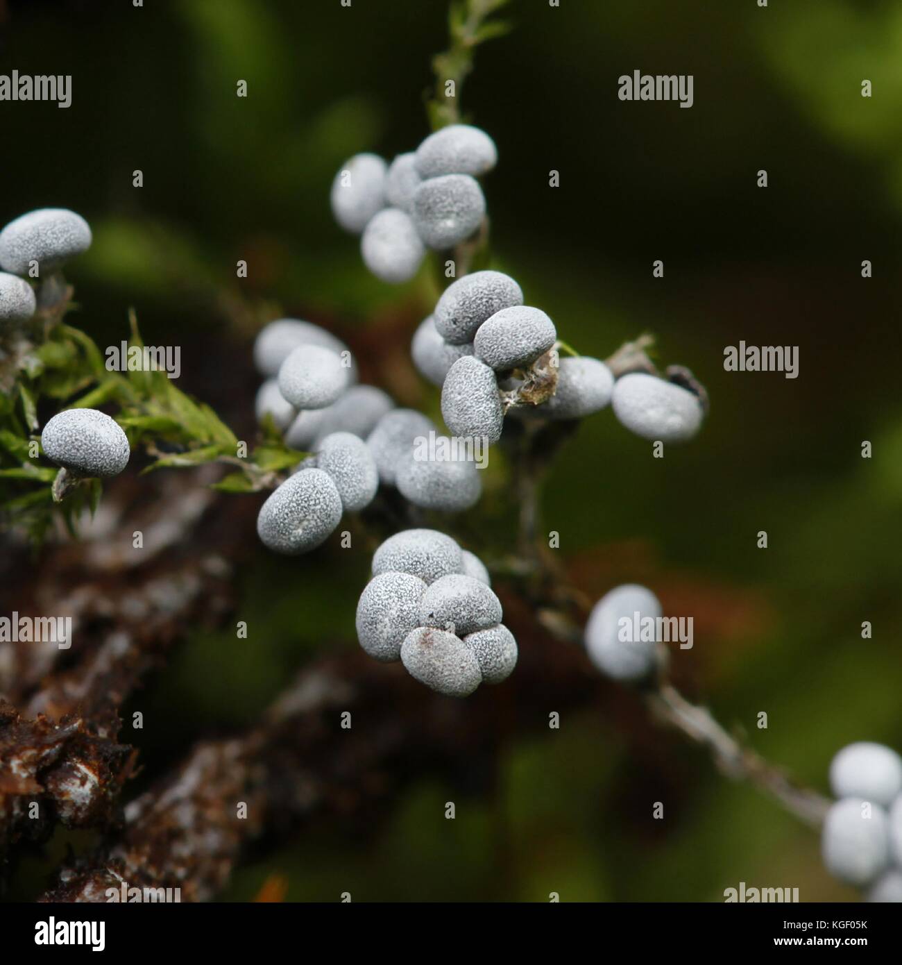 Physarum sp, slime mold Stock Photo