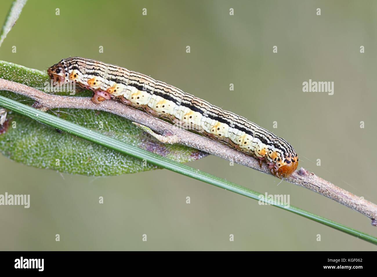 Spotted beauty caterpillar, Arichanna melanaria Stock Photo