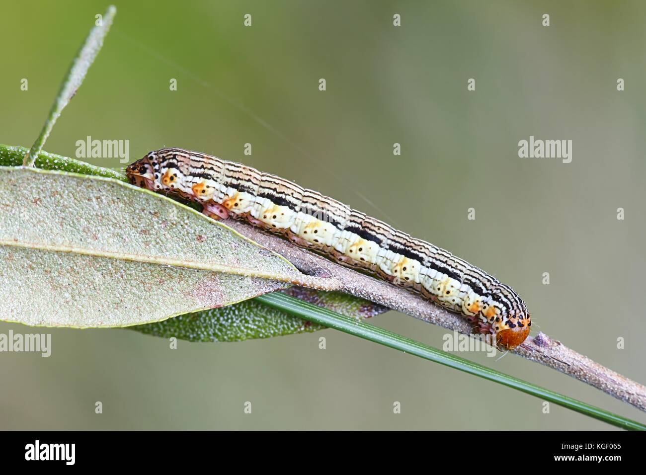 Spotted beauty caterpillar, Arichanna melanaria Stock Photo