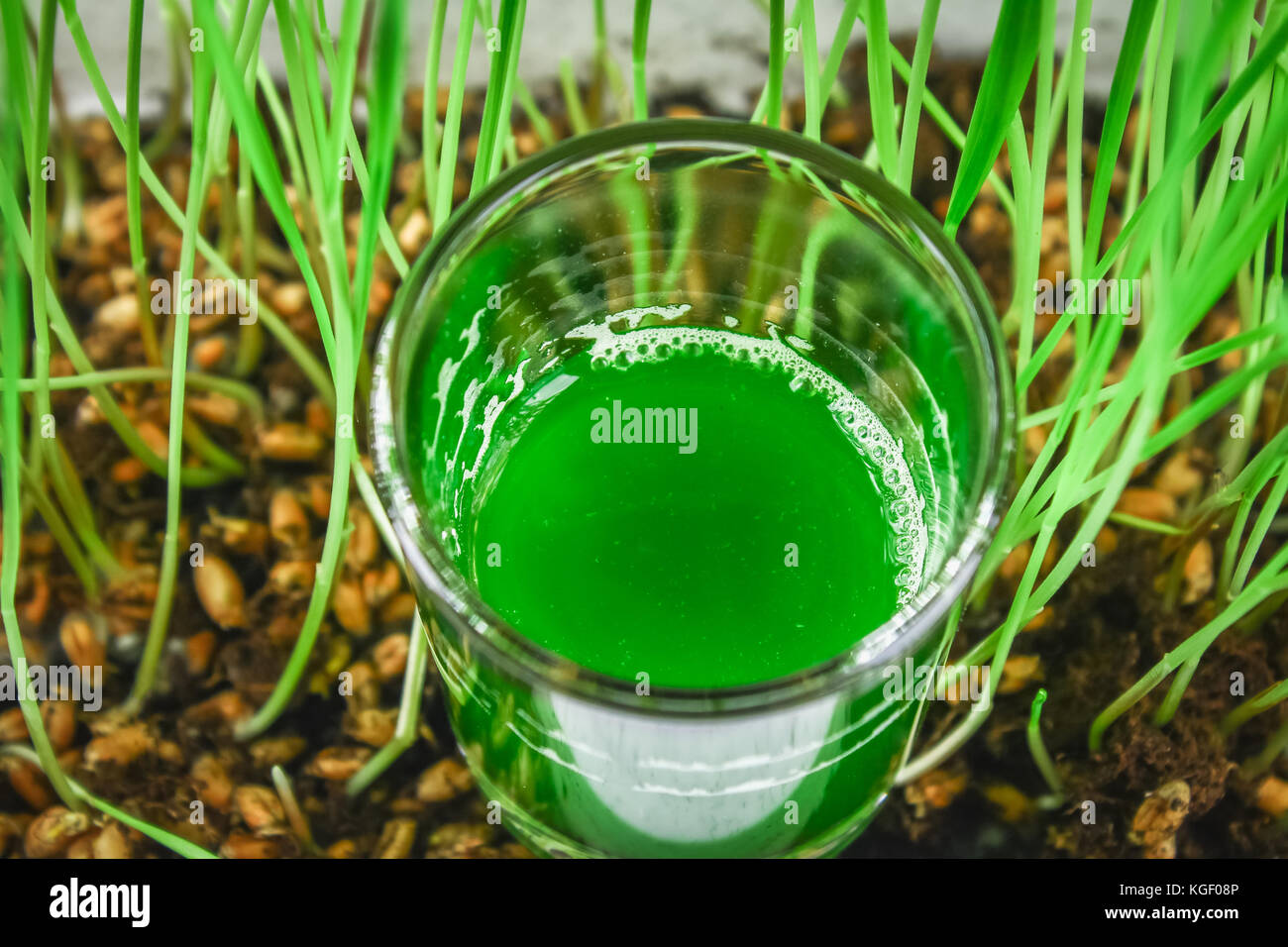 Wheatgrass shot. Juice from wheat grass. Trend of health Stock Photo